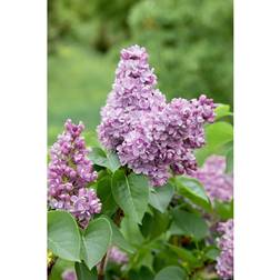 Syringa Vulgaris