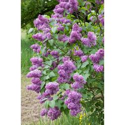 Syringa Vulgaris