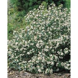 Black Aronia Hugin Co 10 pack
