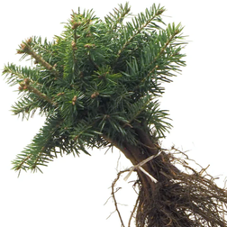 Abies Nordmanniana Prydtræ