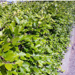 Fagus Sylvatica Hækplante