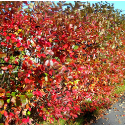 Aronia Melanocarpa Hækplante