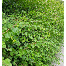Ribes Alpinum Hækplante
