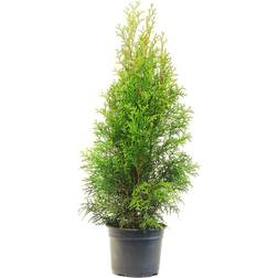 Thuja Brabant 50-60cm