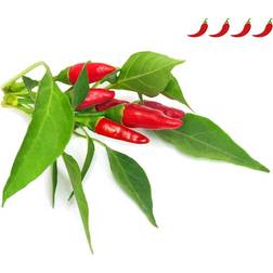 Click and Grow Smart Garden Piri Piri Chili Pepper Refill 3 pack Grøntsagsfrø