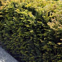 Tax Taxus Baccata Hækplante