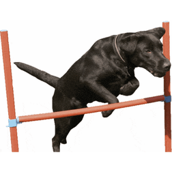 Rosewood Agility Hurdle