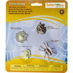 Safari Life Cycle of a Spider