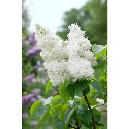 Piardino Syringa Vulgaris Alba