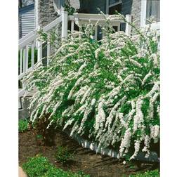 Spirea Cinerea Grefsheim