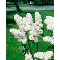 Piardino Syringa Vulgaris Alba