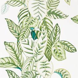 Sanderson Calathea (216630)