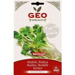 Geo Radish Seeds