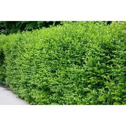 Piardino Ligustrum Vulgare Atrovirens