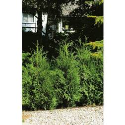 Piardino Thuja Brabant