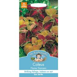 Mr Fothergills Seeds Ltd Coleus Flame Dancers 100 Seeds Pack