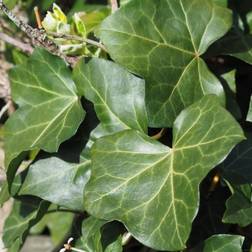 Hedera Hibernica 'Hestor' Træ & Busk