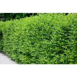 Piardino Ligustrum Vulgare Atrovirens