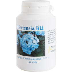 Hortensia Blå