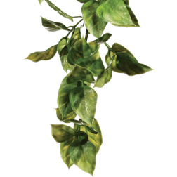 Exo Terra Hanging Rainforest Plants Amapallo Large