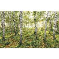 Komar Birch Trees Fototapet,Non-Woven