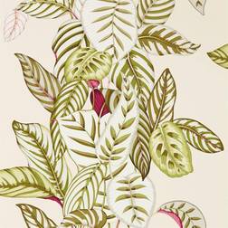 Sanderson Wallpaper Calathea 216631