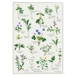 Koustrup & Co. The Spring Forest Plakat 21x29cm