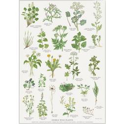 Koustrup & Co. Edible Wild Plants Plakat 21x29.7cm