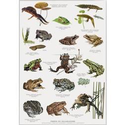 Koustrup & Co. Frogs, Toads & Salamanders Plakat 42x59.4cm