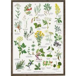 Koustrup & Co. Herbs For Schnapps Plakat 42x59.4cm