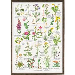 Koustrup & Co. Lægeplanter Plakat 42x59.4cm