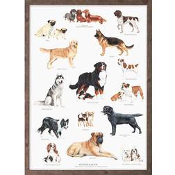 Koustrup & Co. Dog Breeds Plakat 42x59.4cm