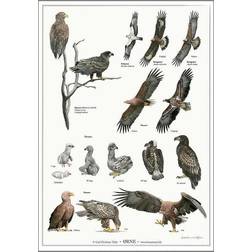 Koustrup & Co. Eagles Plakat 42x59.4cm