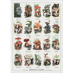 Koustrup & Co. Edible Mushrooms Plakat 42x59.4cm