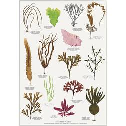 Koustrup & Co. Edible Seaweed Plakat 42x59.4cm