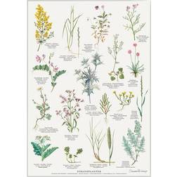 Koustrup & Co. Beach Plants Plakat 42x59.4cm