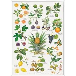 Koustrup & Co. Orangeri Plakat 42x59.7cm