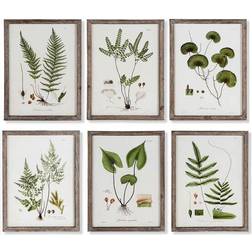 Dkd Home Decor Tavla Botaniska växter (30 x 1.8 x 40 cm) (6 pcs) Tavla