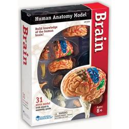 Learning Resources Anatomy Model Brain