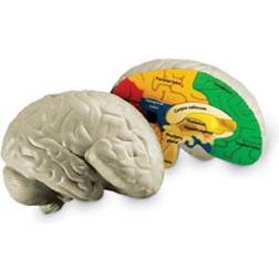 Learning Resources LER1903 HUMAN BRAIN CROSSSECTION MODEL