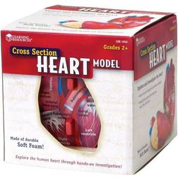 Learning Resources Cross Section Heart Model