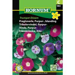 Hornum Purpurvinda Trumpet Dream Mix