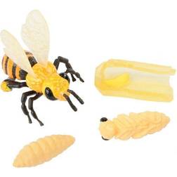 Insect Lore Livscyklus Honning Bi