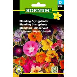 Hornum Slyngplanter Blanding (1672) Blomsterfrø