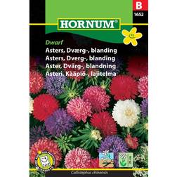 Hornum Asters Dværg Blanding Dwarf