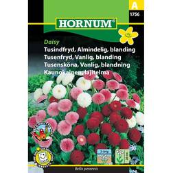 Hornum Tusindfryd Almindelig Blanding, Daisy