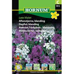 Hornum Aftenstjerne Blanding Late Violet