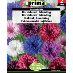 Prima Kornblomst Blanding