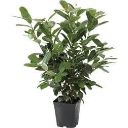 Cherry Laurel