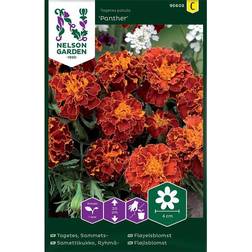 Nelson Garden Tagetes Sammets